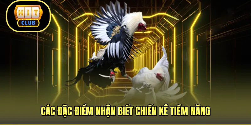 Các đặc điểm nhận biết chiến kê tiềm năng