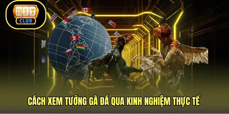 Cách xem tướng gà đá qua kinh nghiệm thực tế