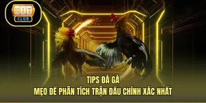 Tips Đá Gà - Mẹo Để Phân Tích Trận Đấu Chính Xác Nhất