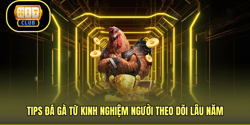 Tips đá gà từ kinh nghiệm người theo dõi lâu năm